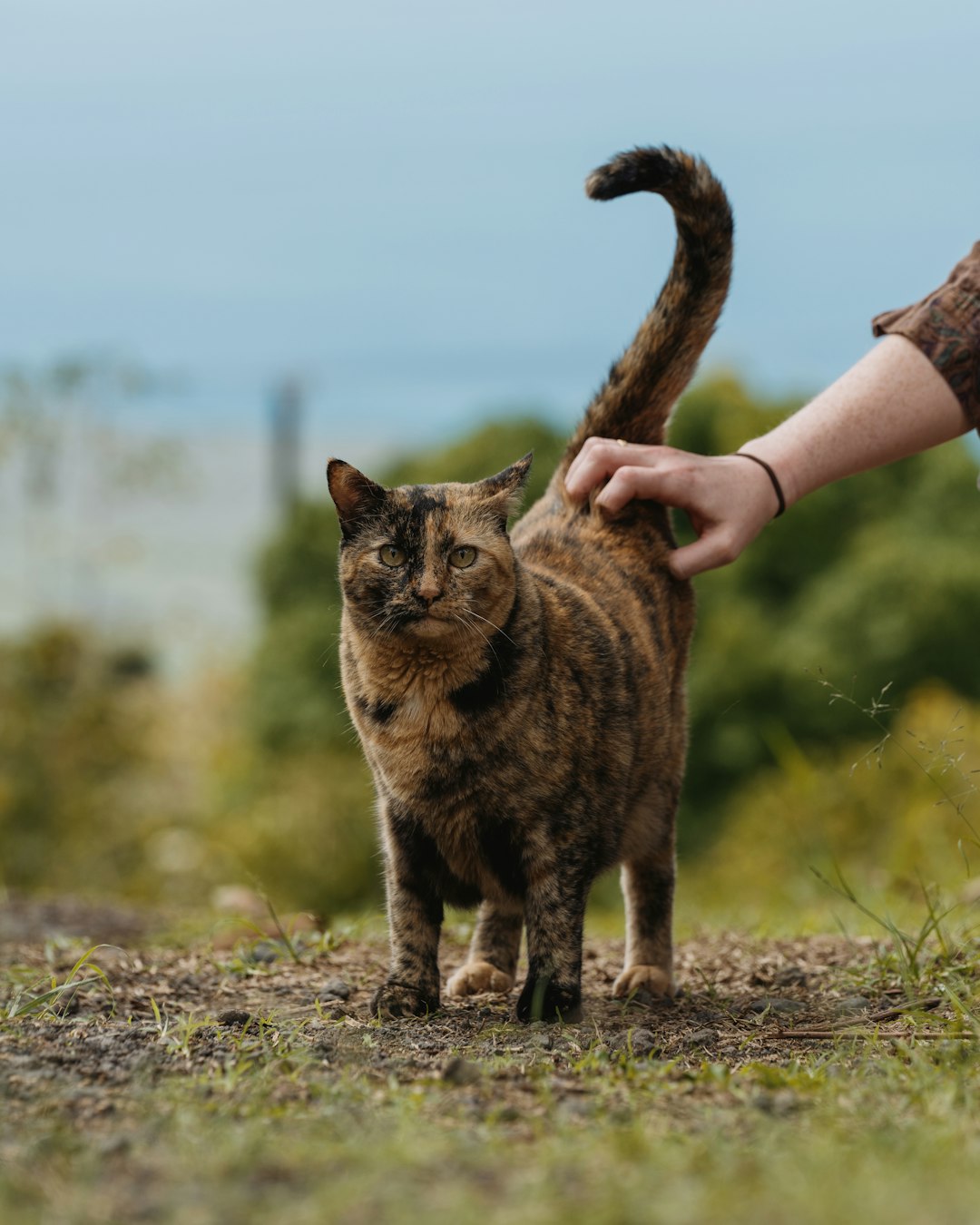 hero-gallery-02 a-person-petting-a-tortoiseshell-cat-outdoors-jktj-je2nnw